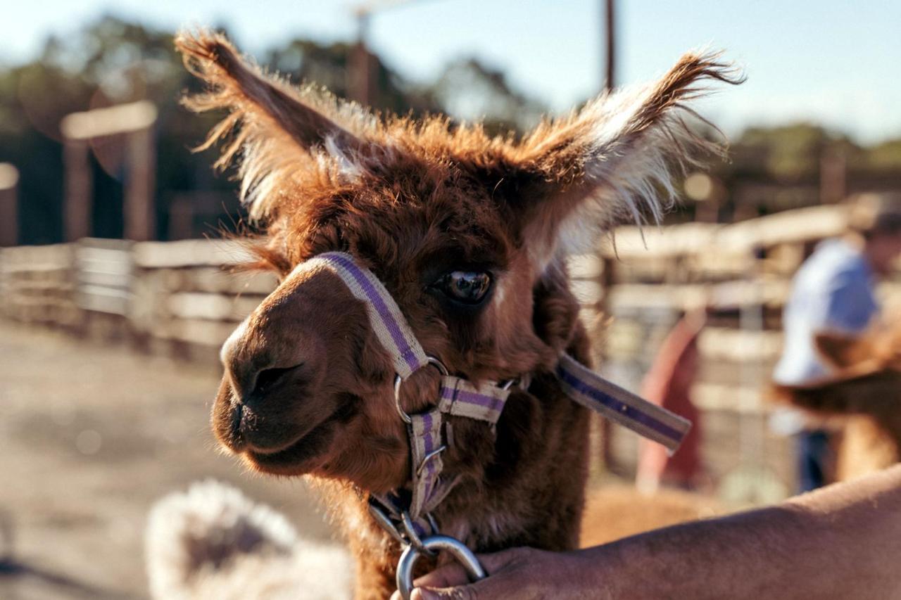 Hunter Valley Resort, Hunter Farm Adventure Centre & 4 Pines At The Farm Pokolbin Exterior foto